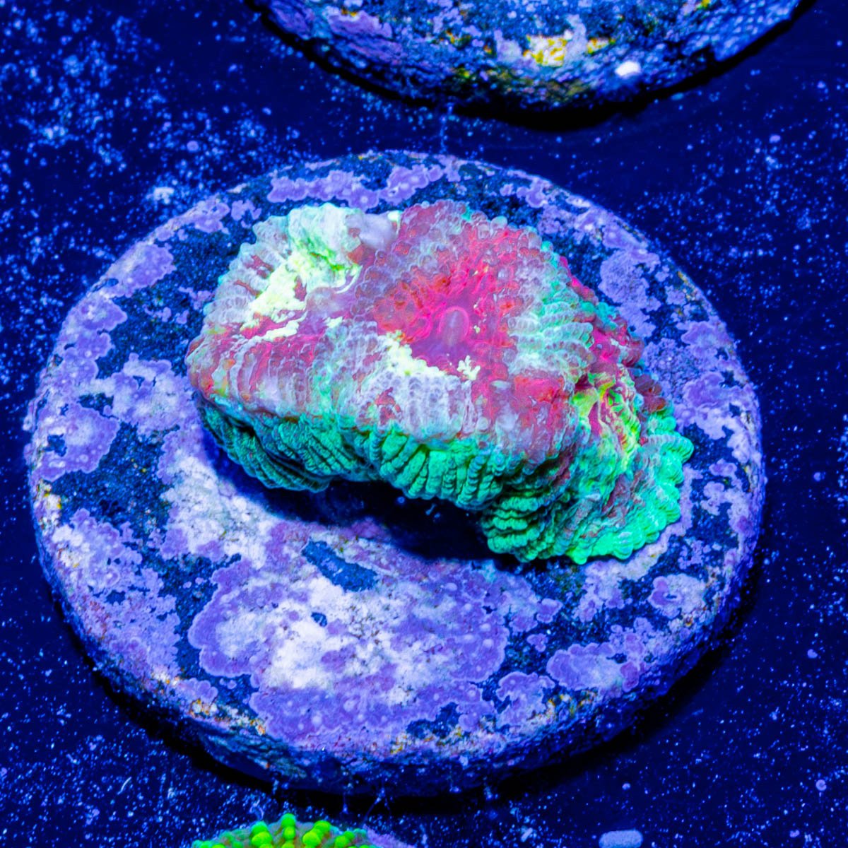 Ass Fungus Favia - riptide aquaculture llc