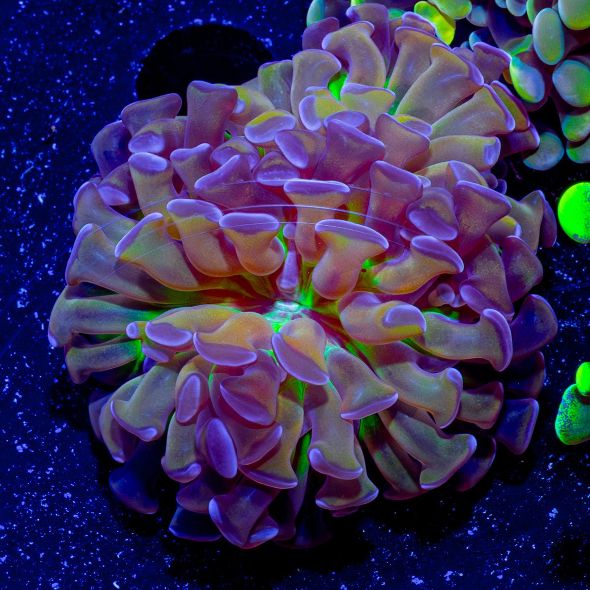 Crown Royal Hammer - riptide aquaculture llc