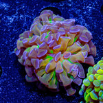 Crown Royal Hammer - riptide aquaculture llc