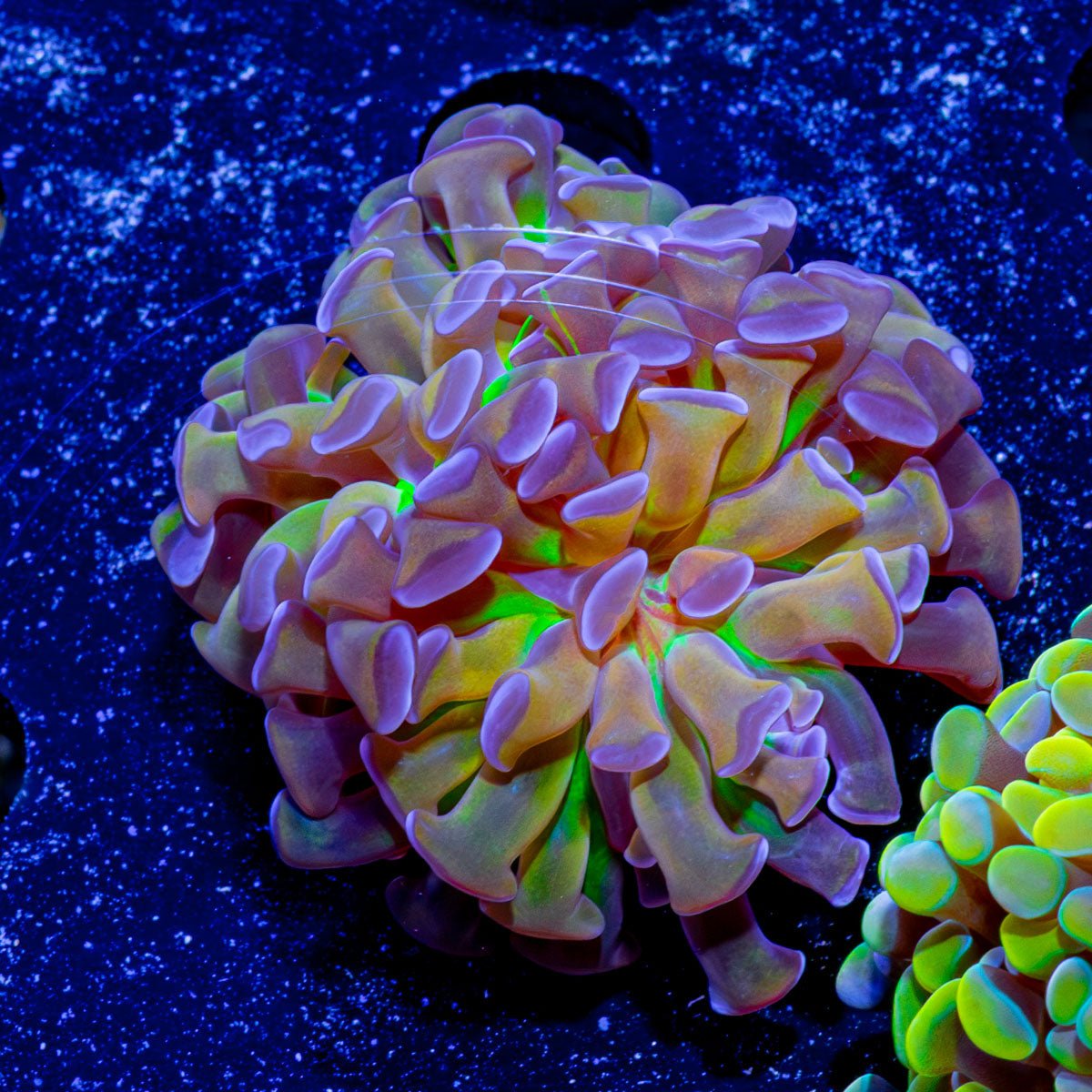 Crown Royal Hammer - riptide aquaculture llc