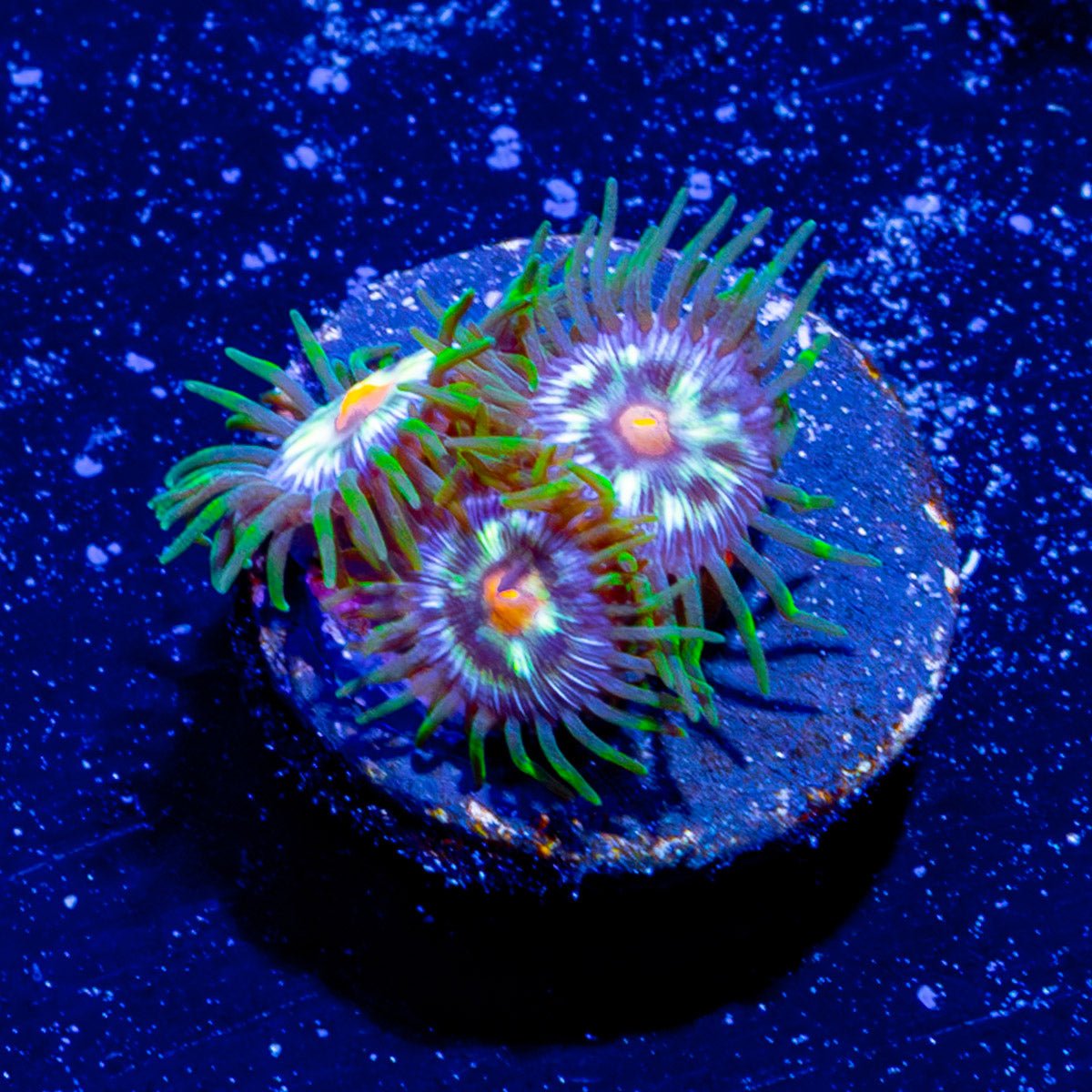 Daisy Cutter Zoanthid - riptide aquaculture llc