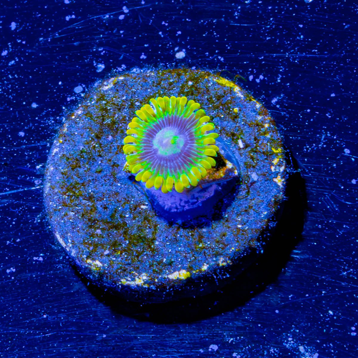 Rainbow Yoda's Zoanthid - riptide aquaculture llc