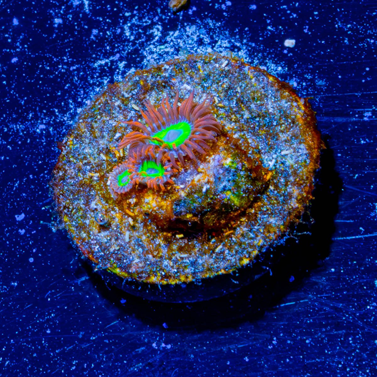 Emeralds on Fire Zoanthid - riptide aquaculture llc
