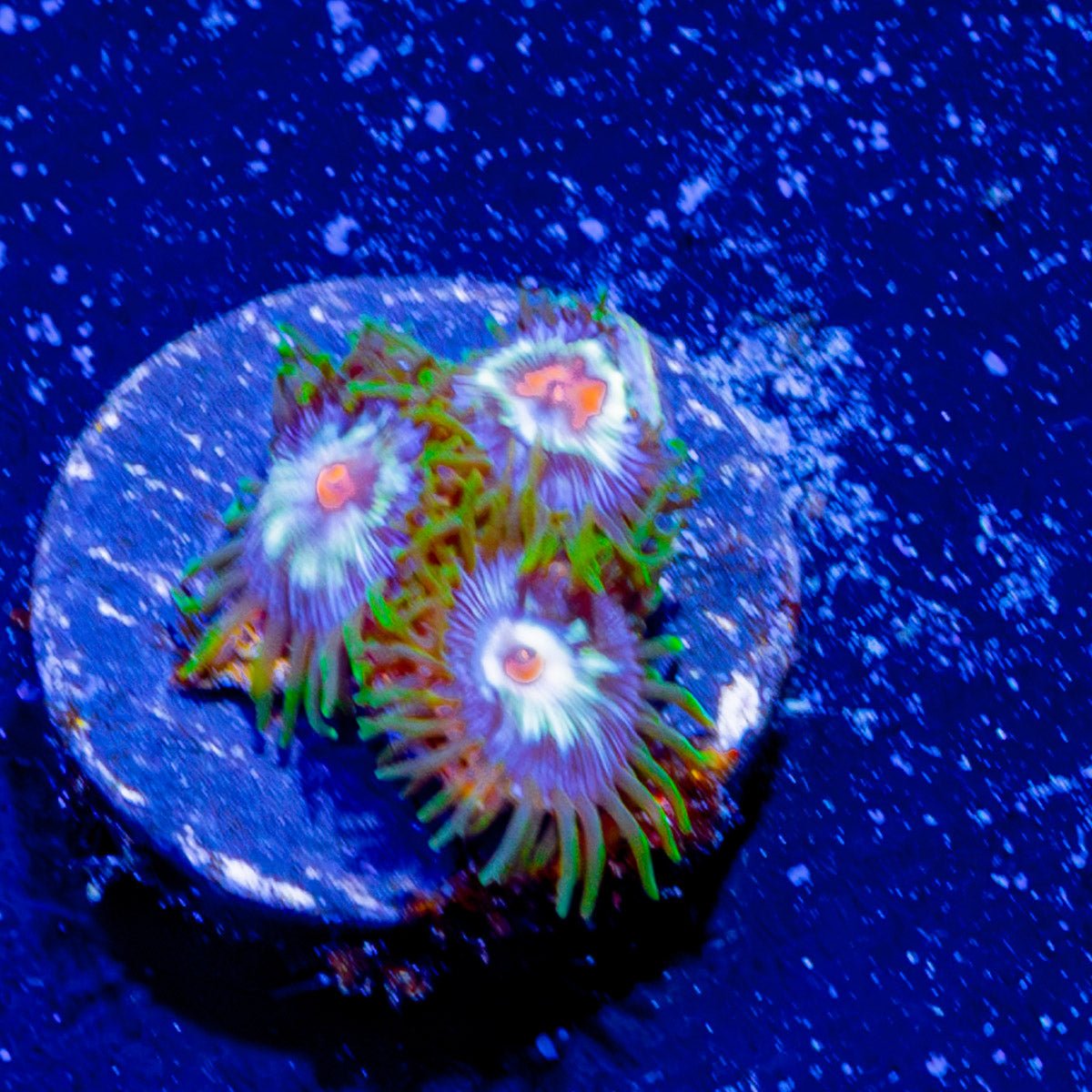 Daisy Cutter Zoanthid - riptide aquaculture llc