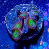 Reverse Rasta Zoanthid - riptide aquaculture llc