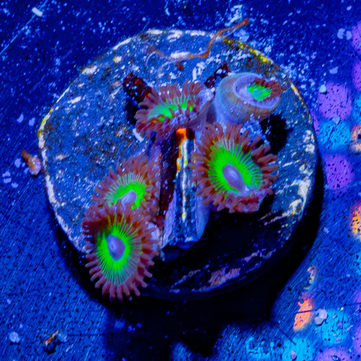 Reverse Rasta Zoanthid - riptide aquaculture llc