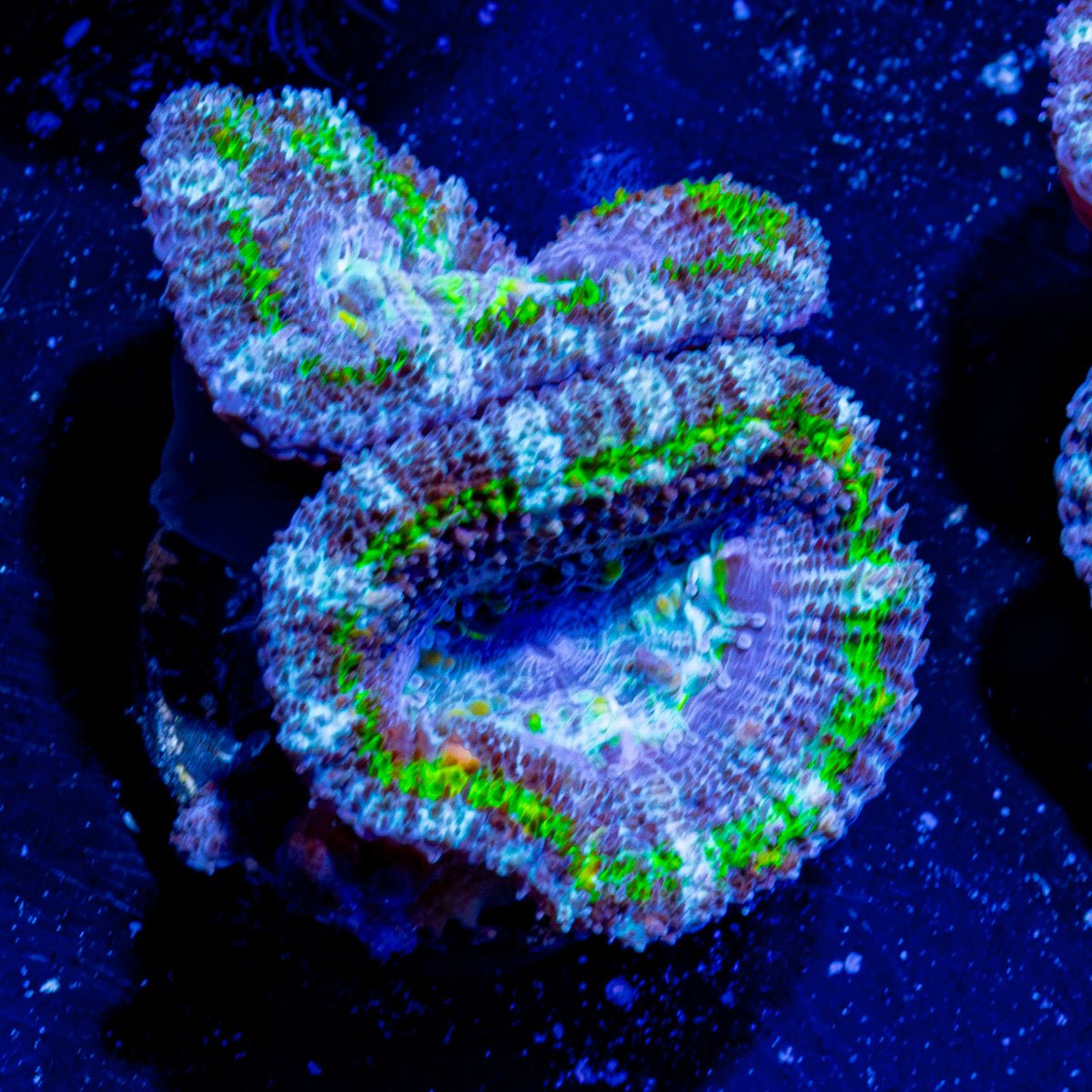 Micromussa / Acan - riptide aquaculture llc