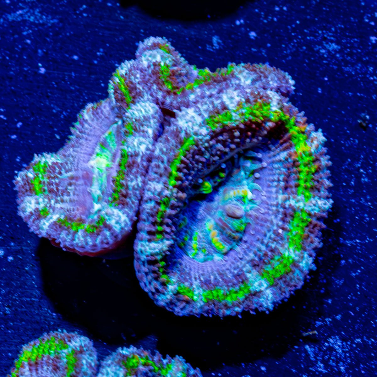 Micromussa / Acan - riptide aquaculture llc