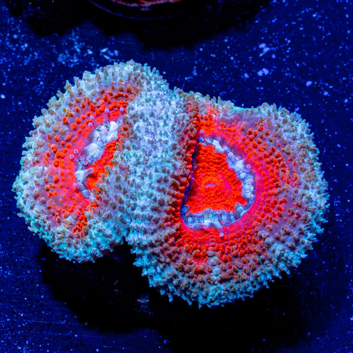 Micromussa / Acan - riptide aquaculture llc