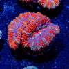 Micromussa / Acan - riptide aquaculture llc
