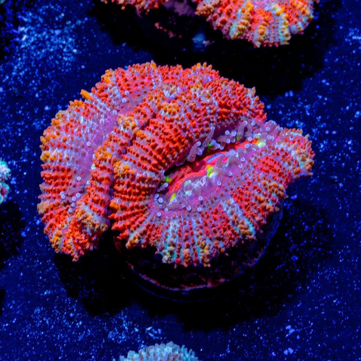 Micromussa / Acan - riptide aquaculture llc