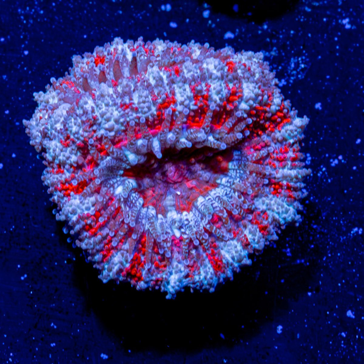 Micromussa / Acan - riptide aquaculture llc