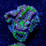 Micromussa / Acan - riptide aquaculture llc