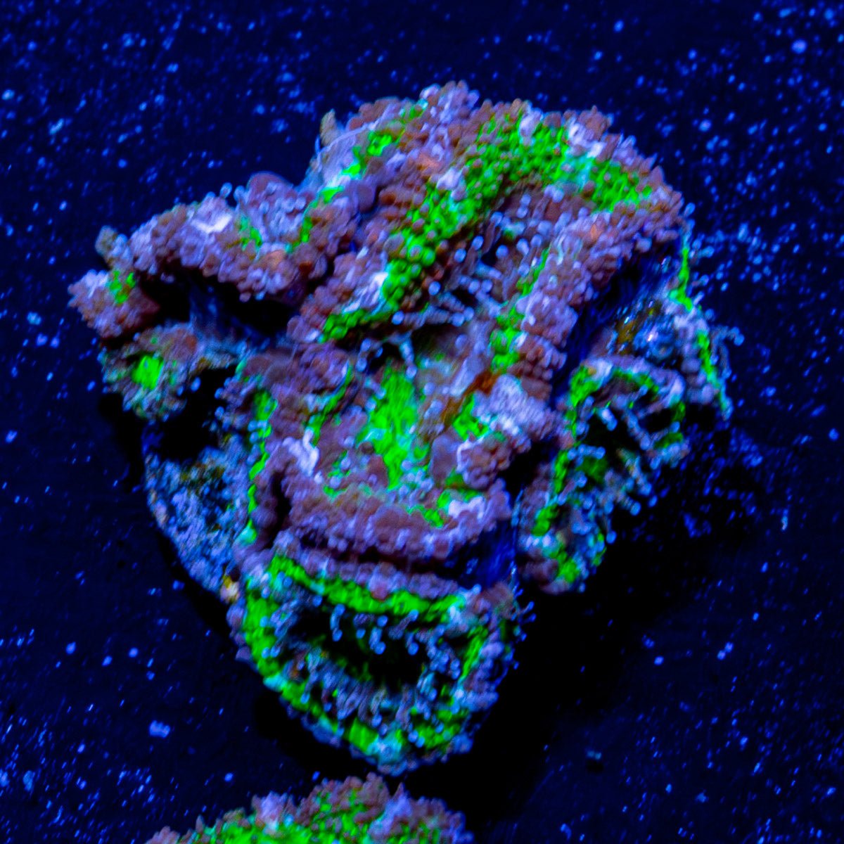 Micromussa / Acan - riptide aquaculture llc