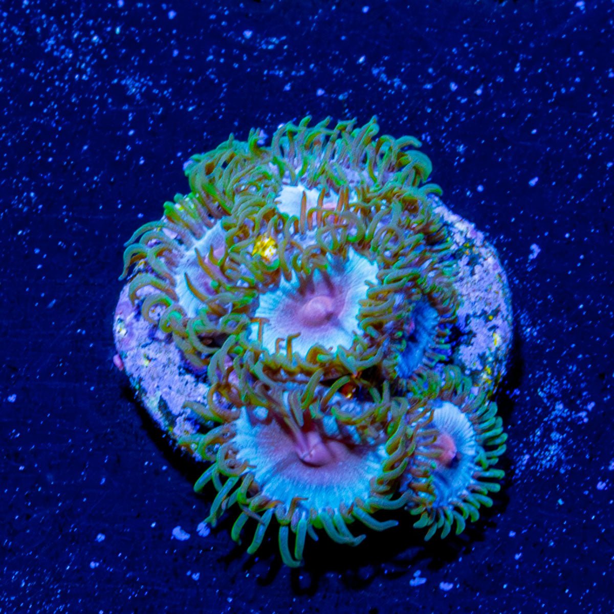 Miami Vice Zoanthid - riptide aquaculture llc