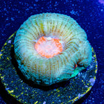 green favia - riptide aquaculture llc