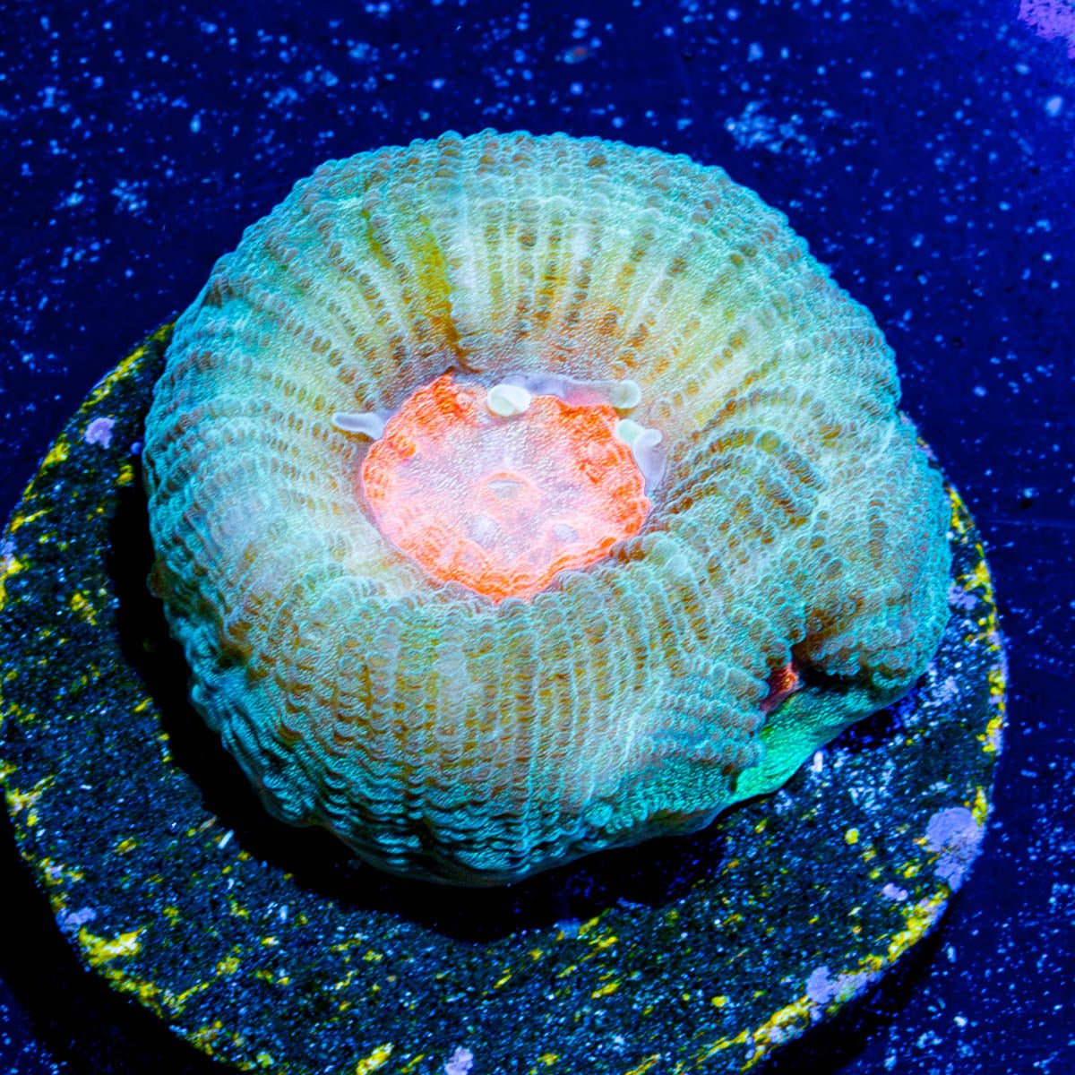 green favia - riptide aquaculture llc