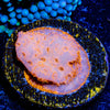 Orange Pavona - riptide aquaculture llc