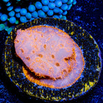 Orange Pavona - riptide aquaculture llc