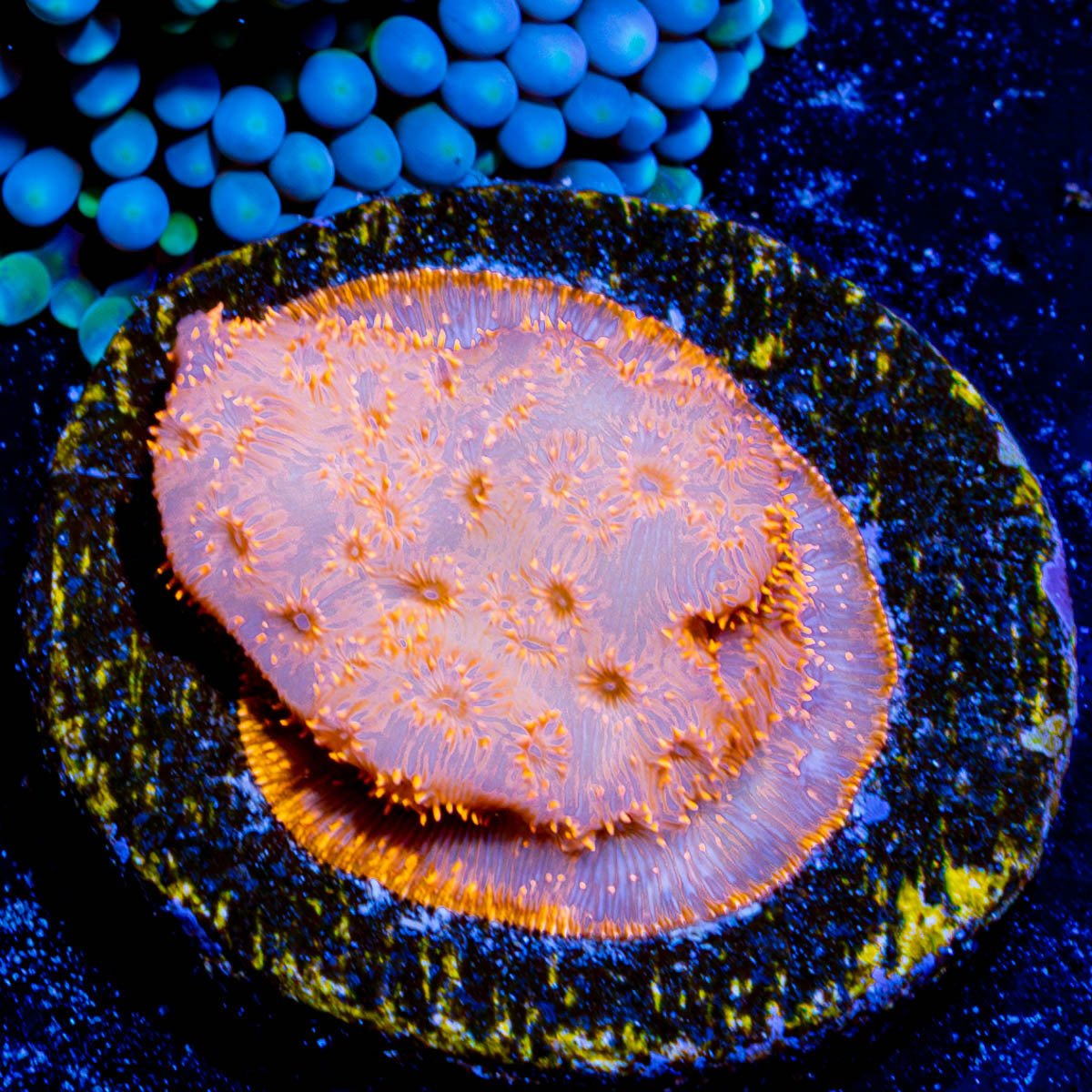 Orange Pavona - riptide aquaculture llc