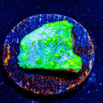 Palm Coast Astreopora - riptide aquaculture llc