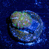 Rainbow Interstellar Mushroom - riptide aquaculture llc