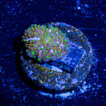 Rainbow Interstellar Mushroom - riptide aquaculture llc