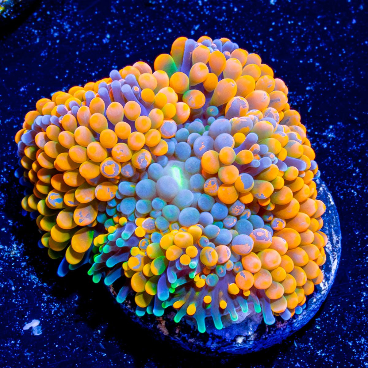 Orange Ricordea - riptide aquaculture llc