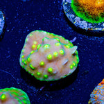 Scroll coral - riptide aquaculture llc