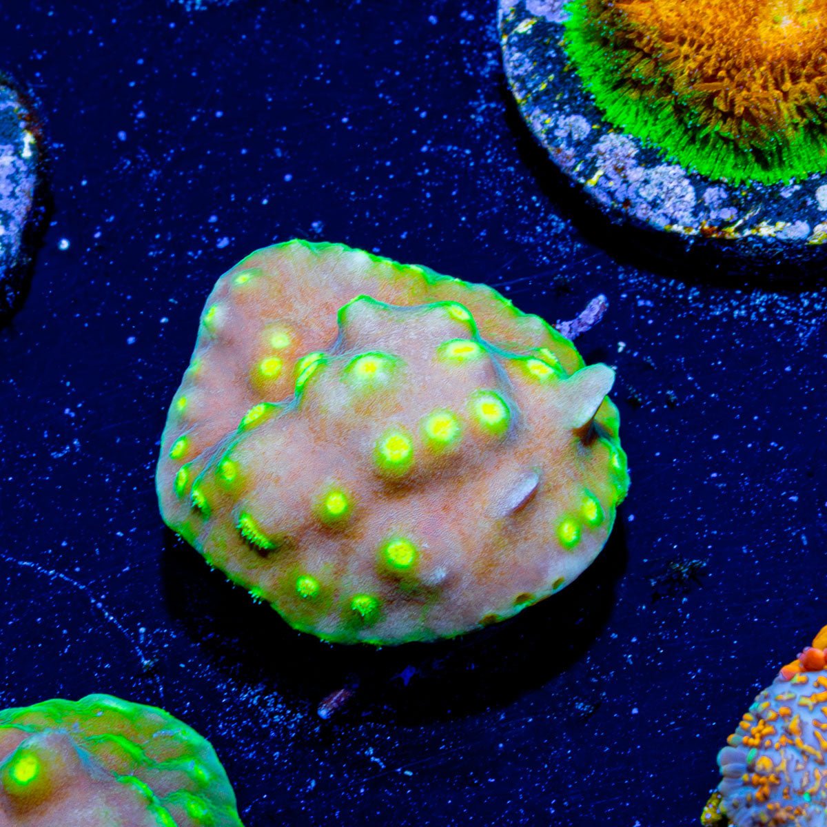 Scroll coral - riptide aquaculture llc