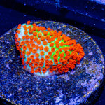Chilli Pepper Montipora - riptide aquaculture llc