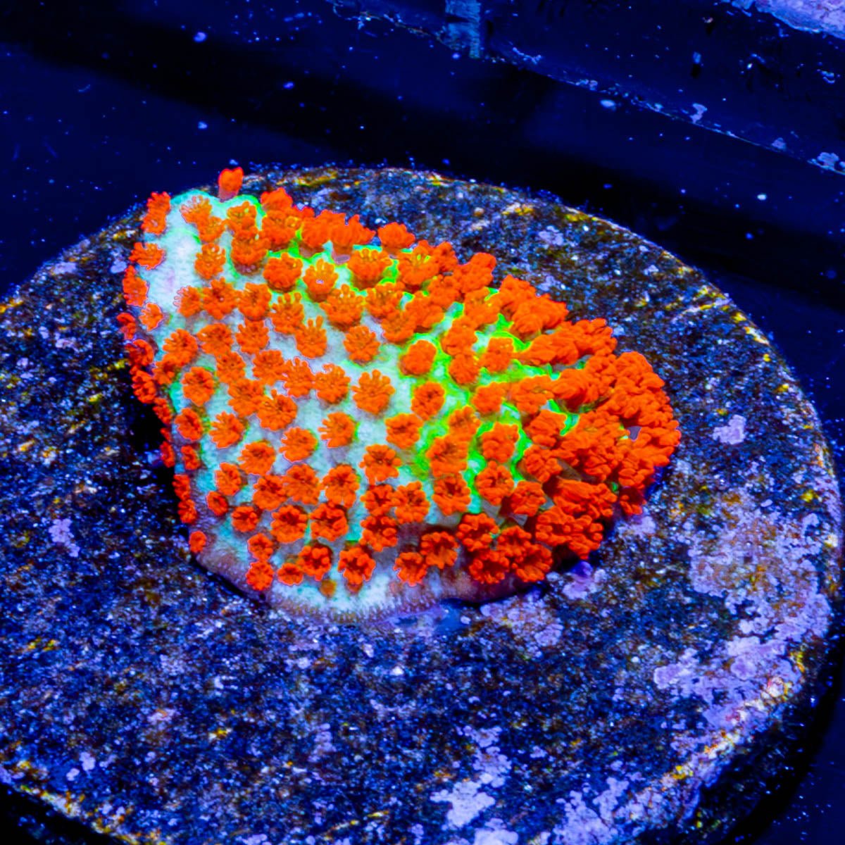 Chilli Pepper Montipora - riptide aquaculture llc