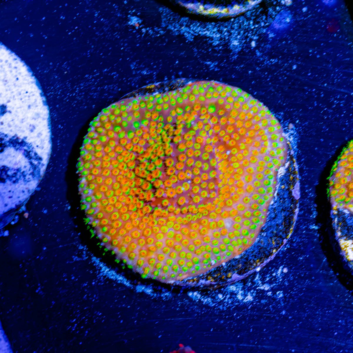 Loony toons Styliotinellia - riptide aquaculture llc