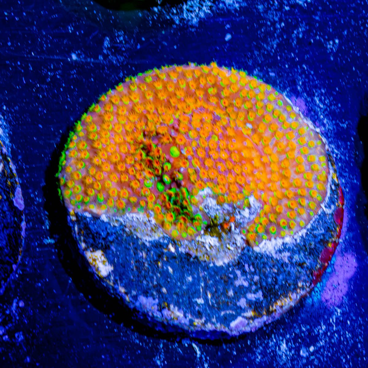 Loony toons Styliotinellia - riptide aquaculture llc