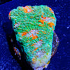 Gator Chalice - riptide aquaculture llc