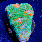 Gator Chalice - riptide aquaculture llc