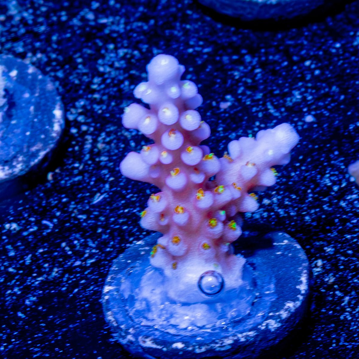 ARC Firework Acropora - riptide aquaculture llc