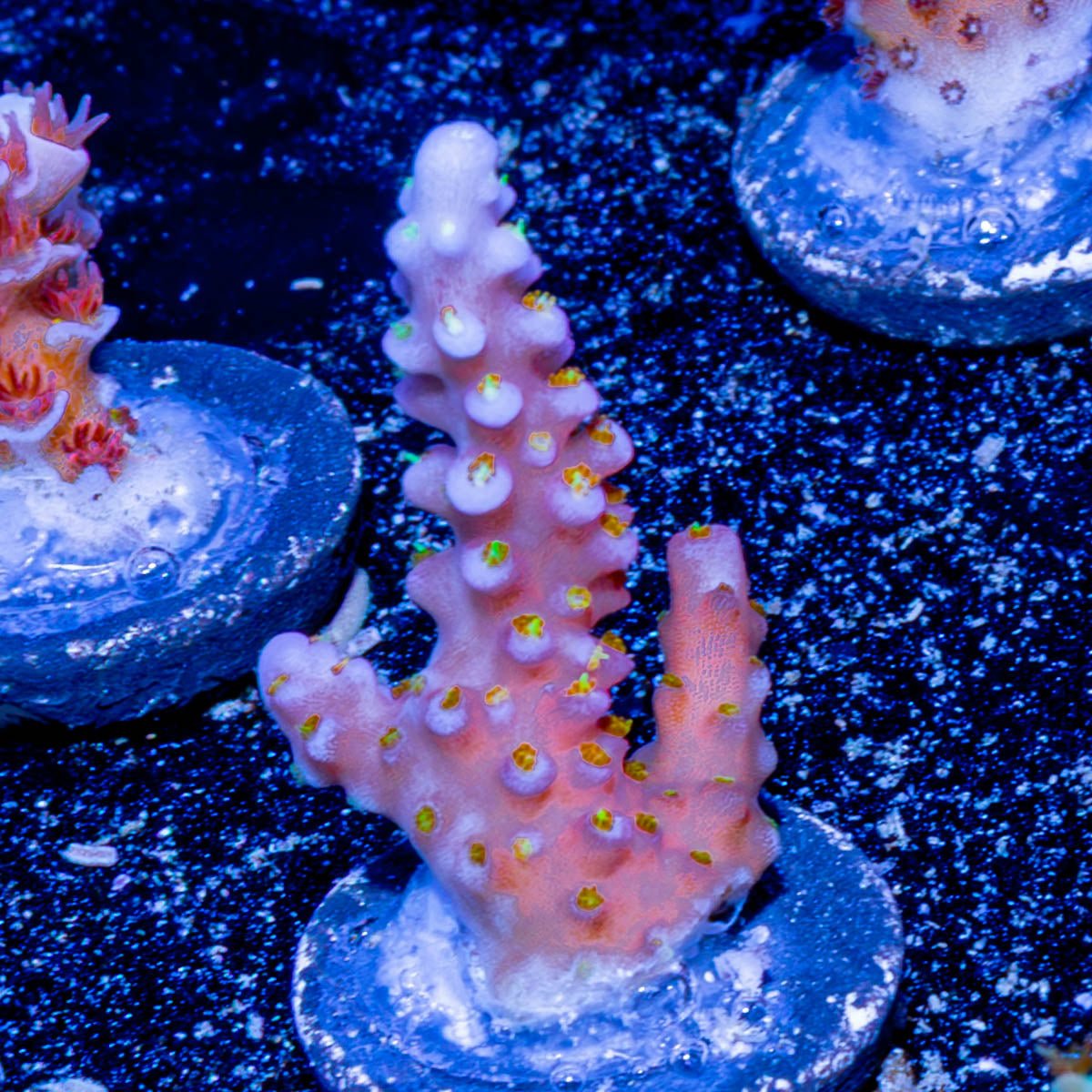 ARC Firework Acropora - riptide aquaculture llc