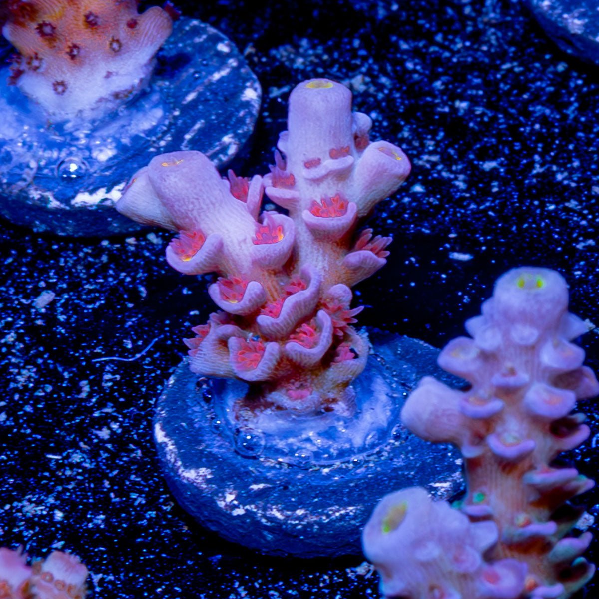 Cherry Bomb Acropora - riptide aquaculture llc