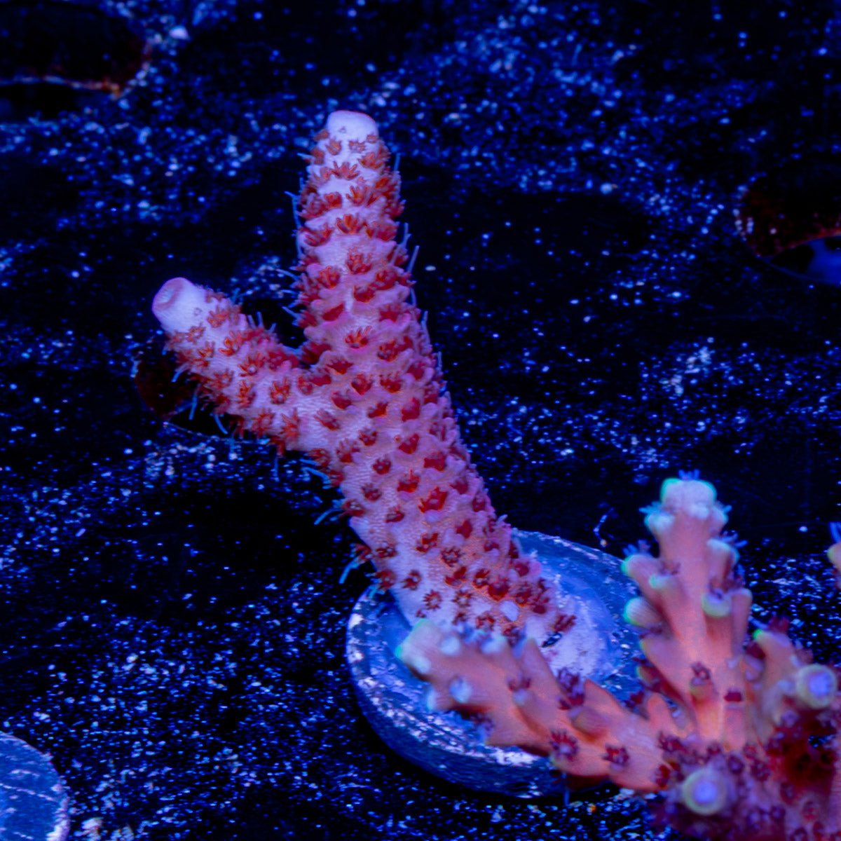Who DAt Millepora - riptide aquaculture llc