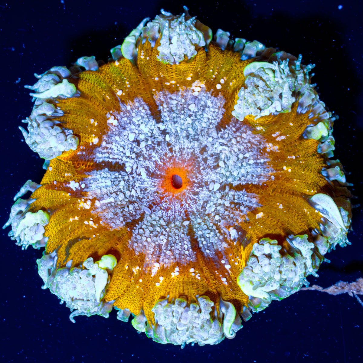 Ultra Rock Flowers 0011 - riptide aquaculture llc