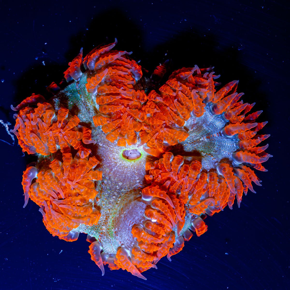 Ultra Rock Flowers 0035 - riptide aquaculture llc