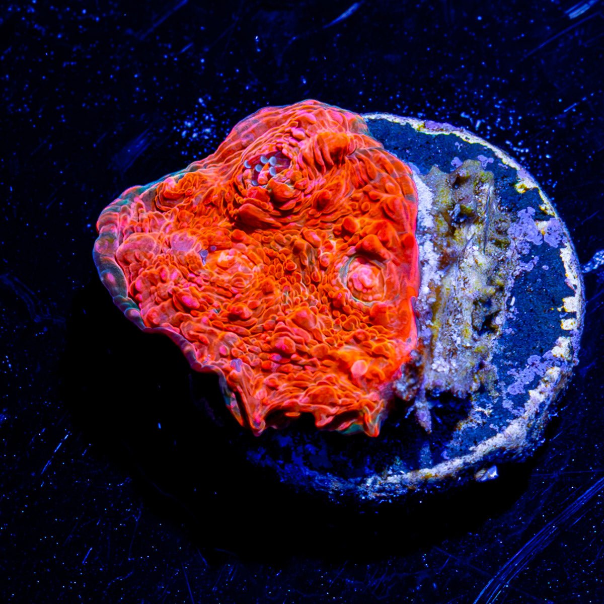 Jolly Rancher Chalice - riptide aquaculture llc