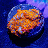 Charizard Rhodactis Mushroom - riptide aquaculture llc