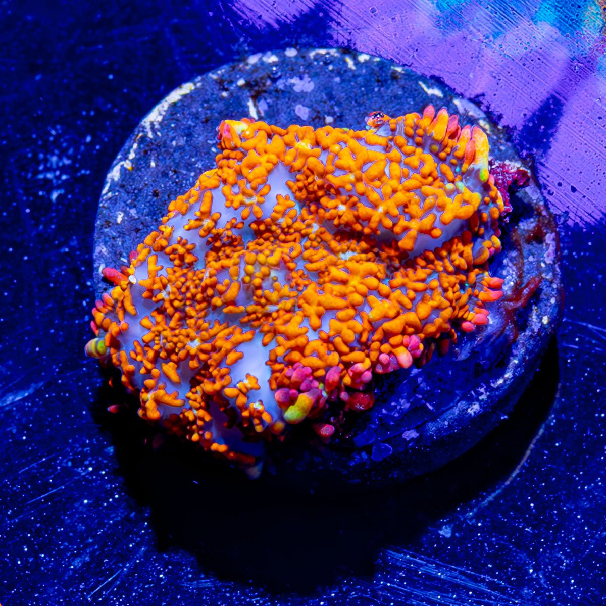 Charizard Rhodactis Mushroom - riptide aquaculture llc