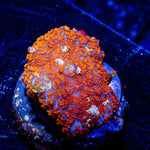 Fireball Rhodactis Mushroom - riptide aquaculture llc