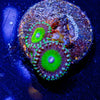 Candy Apple Green Zoanthid - riptide aquaculture llc