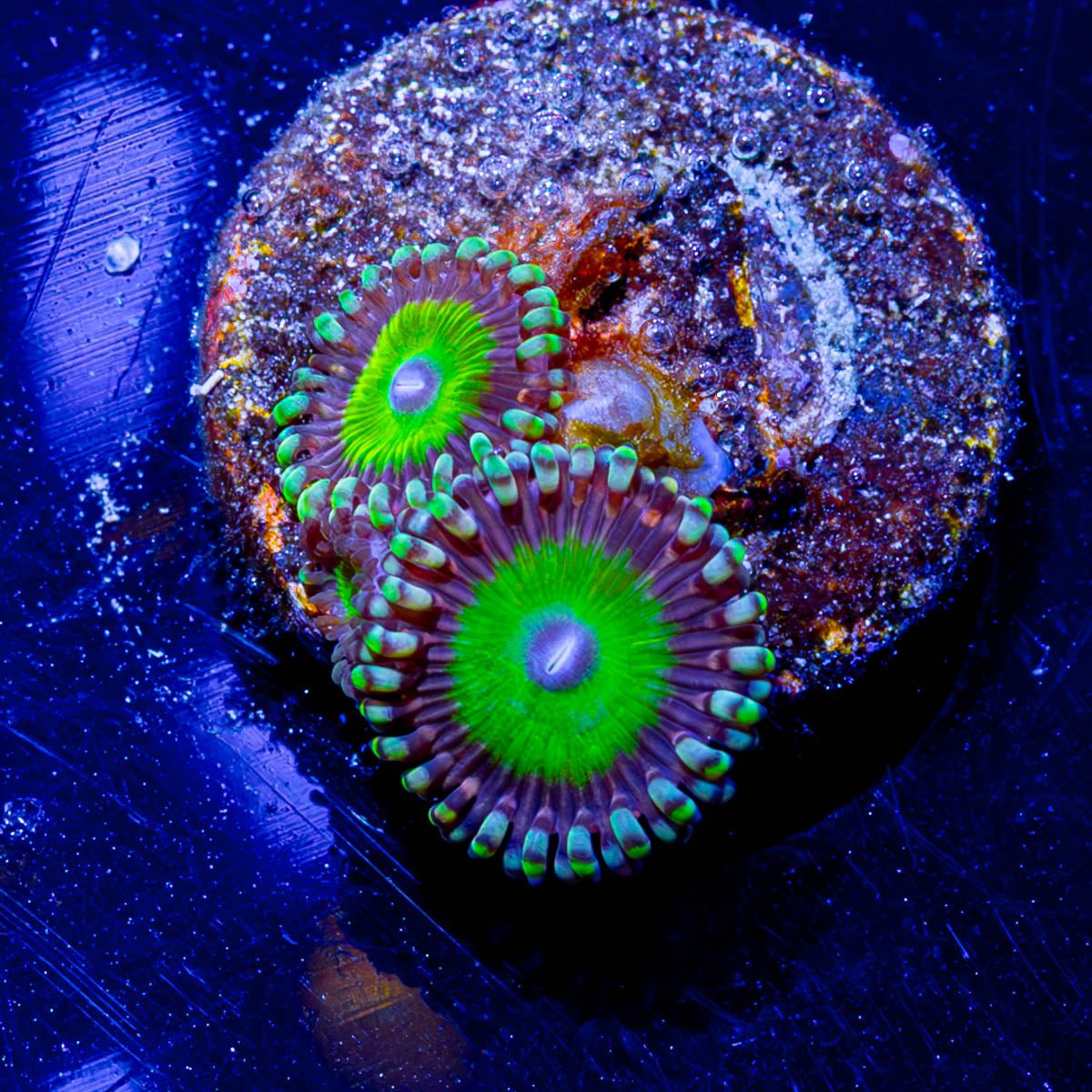 Candy Apple Green Zoanthid - riptide aquaculture llc