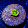 Rainbow Yoda's Zoanthid - riptide aquaculture llc