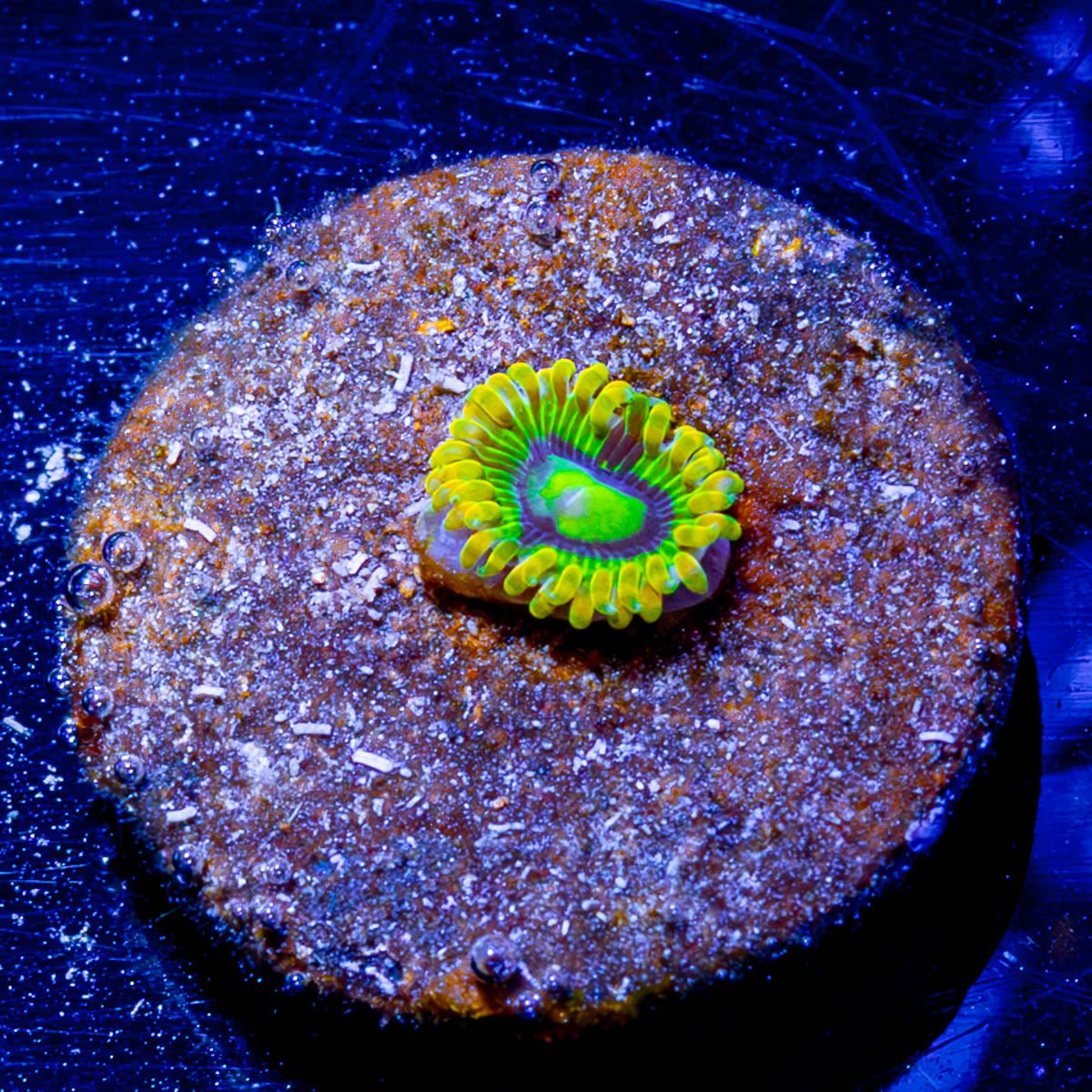 Rainbow Yoda's Zoanthid - riptide aquaculture llc
